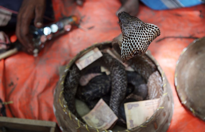 An Indian snake charmer performs with a 'gokhra' - cobra - in a basket for passers by at a snake fair at Purba Bishnupur village, around 85 kms north of Kolkata on August 17, 2013.  Hundreds of people queued in a remote village in eastern India over the weekend to receive blessings from metres-long and potentially deadly snakes, thought to bring them good luck.  AFP PHOTO/Dibyangshu SARKAR
 *** Local Caption ***  761203-01-08.jpg