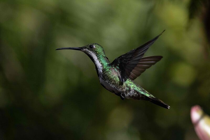 A hummingbird flies at a garden in Caracas, the capital of Venezuela. Photo: AFP