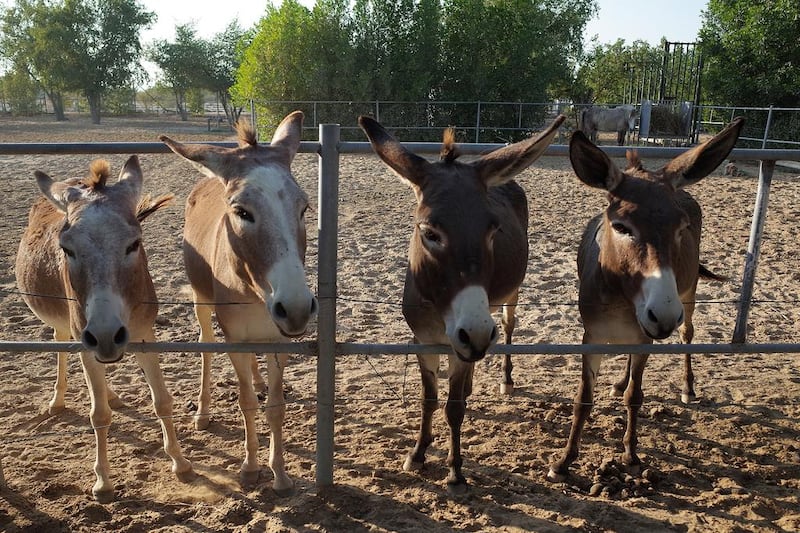 In addition to the expected cats and dogs, the Bahya sancutary farm also houses donkeys and a couple of ponies. The sanutary offers a refuge for various animals that have been abandoned, wounded or otherwise left for dead. The sanctuary is a non-profit farm. Delores Johnson / The National