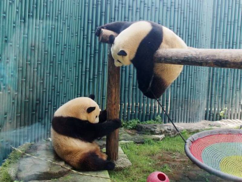 Giant panda twins at Beijing Zoo. Barcroft Media via Getty Images