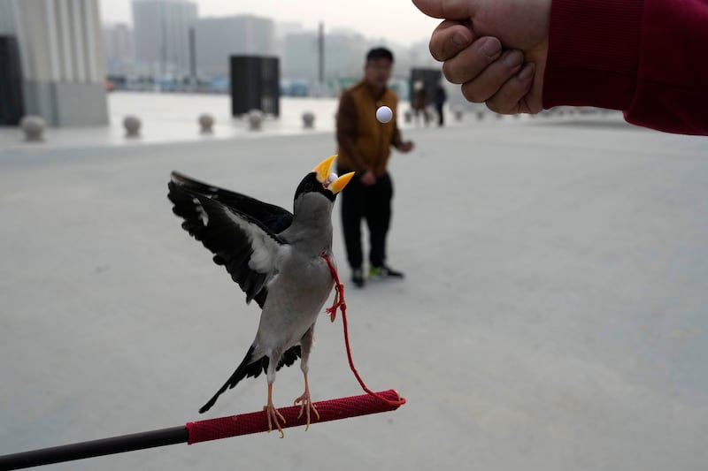 A wutong bird catches a bead in its beak in a traditional Chinese game that dates back to the Qing Dynasty, outside a stadium in Beijing. AP