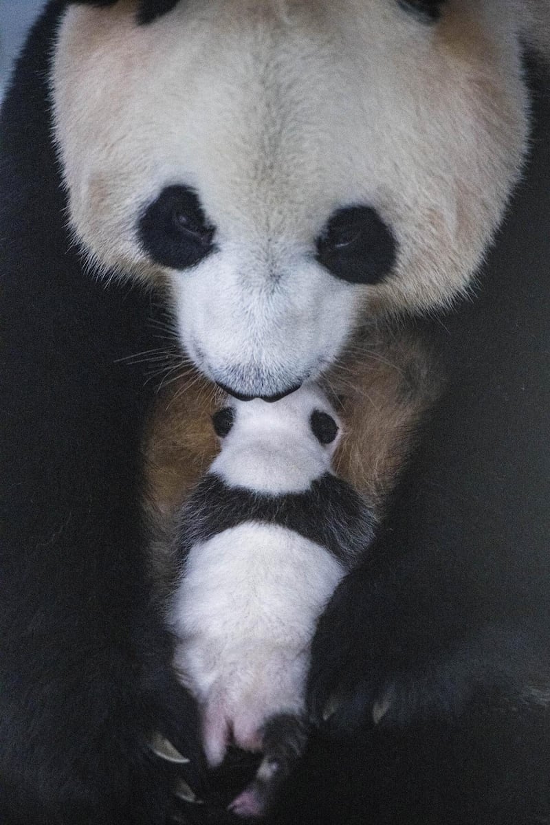 A 50-day-old female panda is held by her mother, seven-year-old giant panda Ai Bao, at the Everland amusement park in Yongin, South Korea. EPA