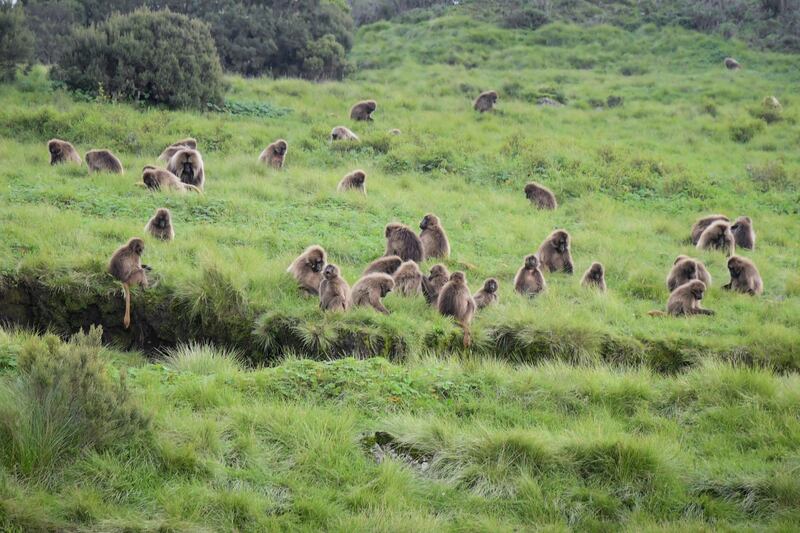 Geladas are seen in the highland of Simien mountain in northern Ethiopia.  EPA