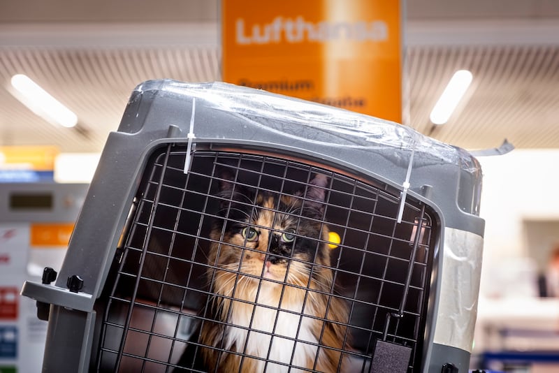 A cat at a Lufthansa counter at Frankfurt Airport. A strike by the German airline's ground staff on Wednesday led to hundreds of flights being cancelled. AP