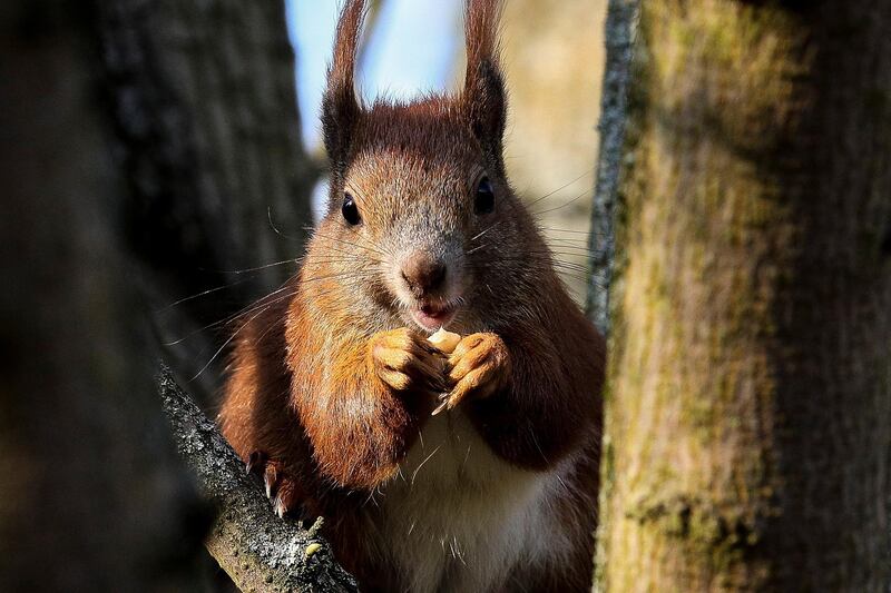 A European Red Squirrel sits on a tree branch in Berlin, Germany, on a sunny day.  EPA