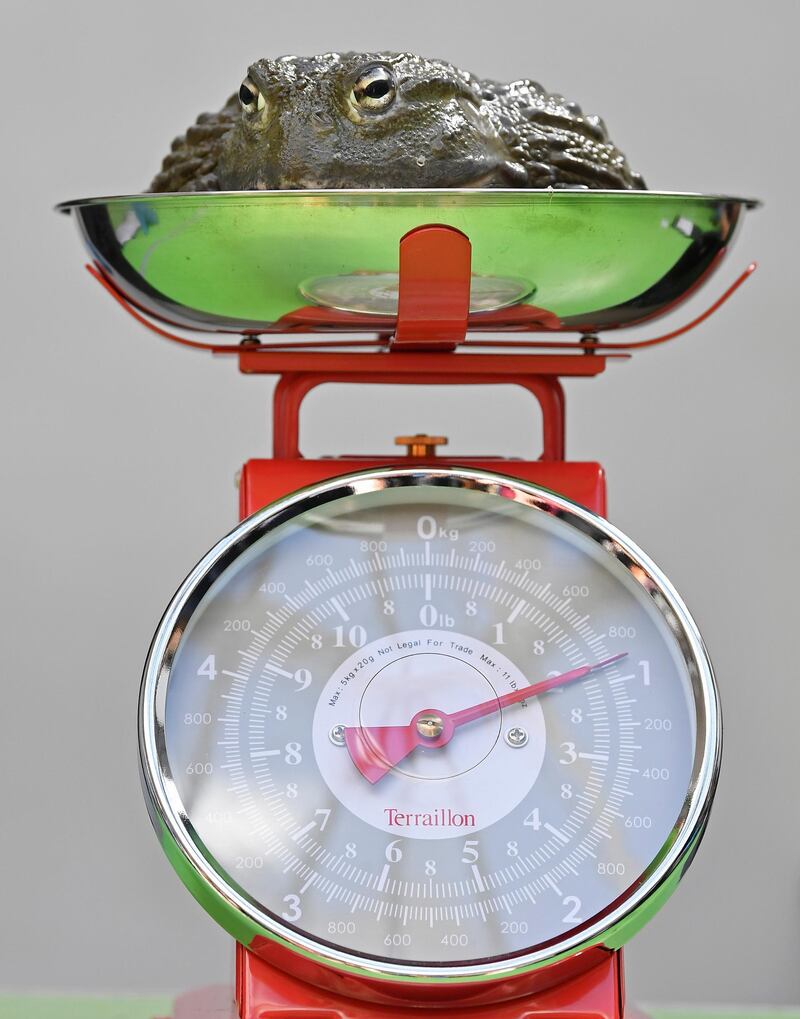 An African bullfrog sits on scales during the annual weigh-in at London Zoo, London, Britain.  Reuters
