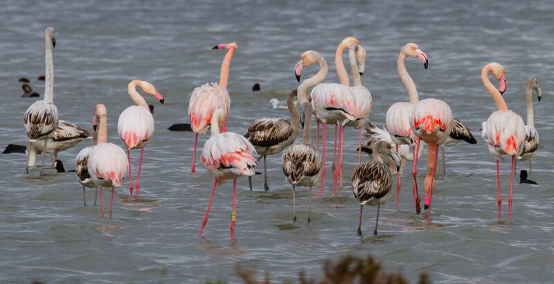 Adult and juvenile greater flamingos feed in Tunisian waters over the winter before undertaking their migration to parts of the northern Mediterranean in the spring. Photo: Hichem Azafzaf