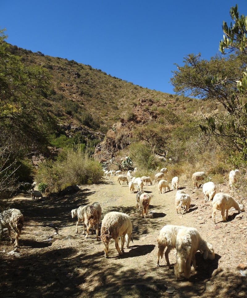 Sheep grazing in the mountains of Fujairah. Photo: Jacky Judas