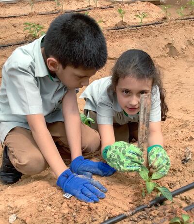 Children at The Arbor School in Dubai have been learning sustainable farming. Courtesy: The Arbor School