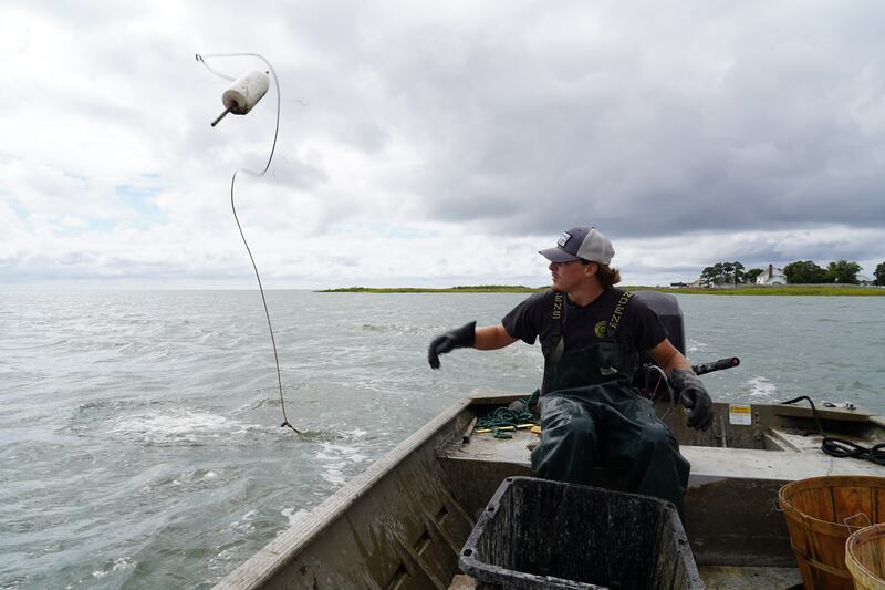 Mr Evans sets a crab trap. 