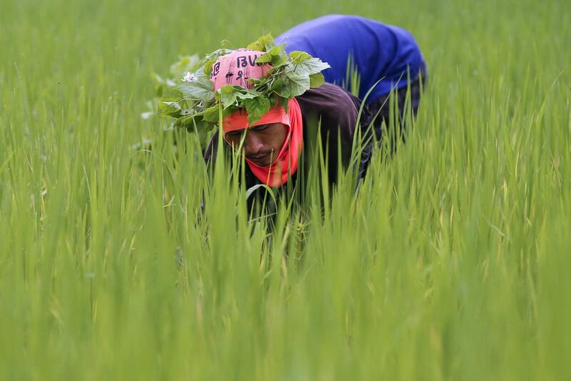 A farmer collects snails and cleans the rice field near Udon Thani, Thailand. Jorge Silva / Reuters