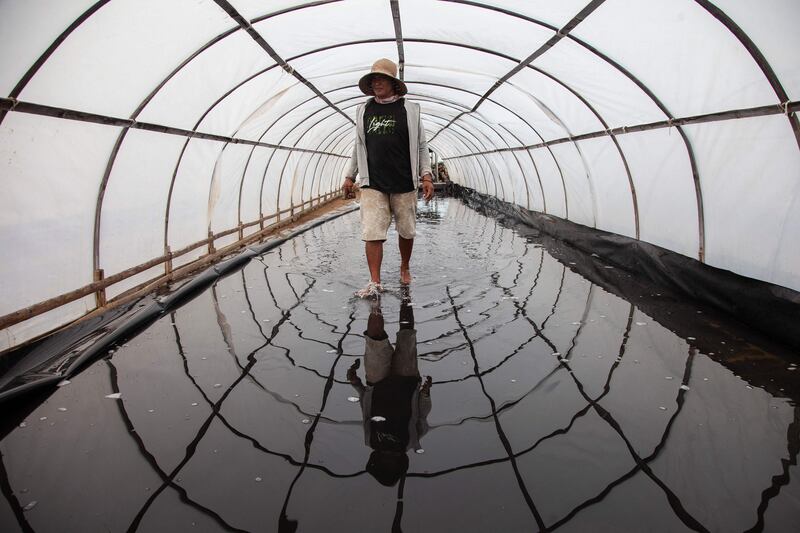 Salt being harvested from seawater in a greenhouse, which allows year-round salt production, in Bungko, West Java. AFP