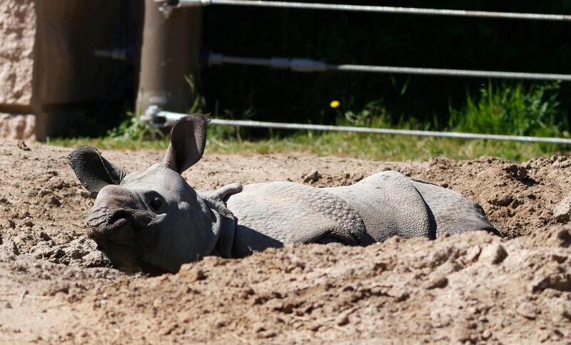 Joona, a four-month-old baby rhinoceros, lounges in the mud in Denver Zoo. AP Photo