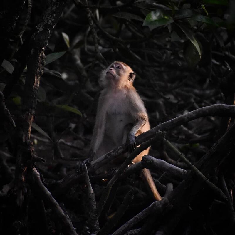 This photograph of a long-tailed macaque, also known as the crab-eating macaque, was taken in the mangrove forest of Kuala Gula, Perak. I went there one evening, hoping to photograph birds or snakes, when I saw a group of macaques foraging in the mud for their last meal of the day. A ray of light from the sunset fell on this macaque just as it looked up. I felt it looked like a gesture of hope for the future.
