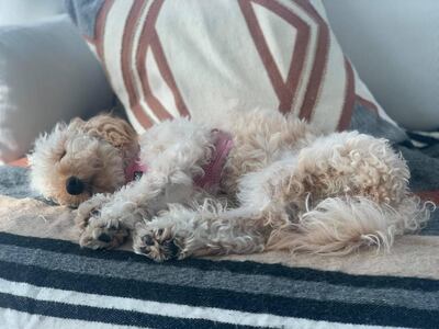 Rebecca McKillop-Haig's puppy Caramel has helped give her a focus during lockdown. Rebecca McKillop-Haig