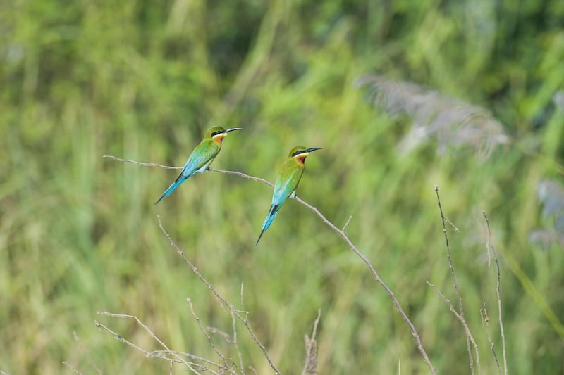 Blue tail bee eater birds at Moeyungyi wetlands in Bago Division, around 70 miles north of Yangon.  AFP