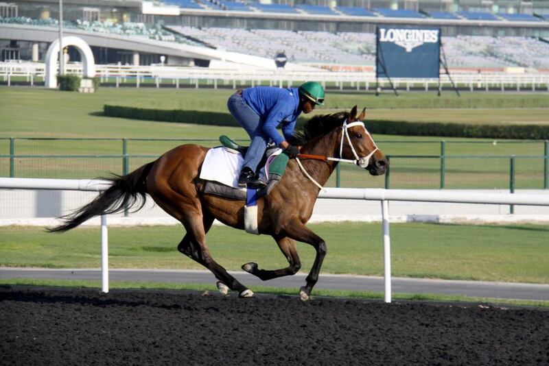 Igugu, here in training at Meydan Racecourse in Dubai, has since moved on to Abington Place at Newmarket in England. After a 152-day layoff, trainer Mike de Kock will aim Igugu at the Rosemary Stakes on Friday. Dubai Racing Club