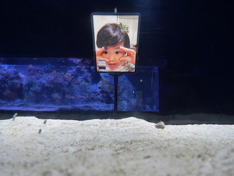 A boy is seen on a tablet in front of a water tank keeping spotted garden eels, at a rehearsal of "Face Show Festival", which urges the public to video call the aquarium's collection of around 300 spotted garden eels to help the animals stay interactive. Sumida Aquarium HO via Reuters