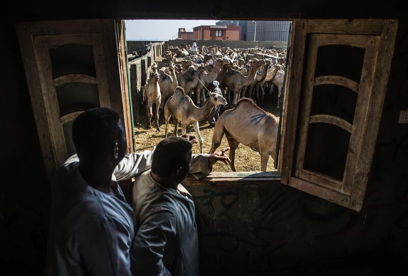 Egyptians look at animals through a window at the Berqash camel market northeast of Cairo.Muslims across the world are preparing for the Eid al Adha holiday. AFP