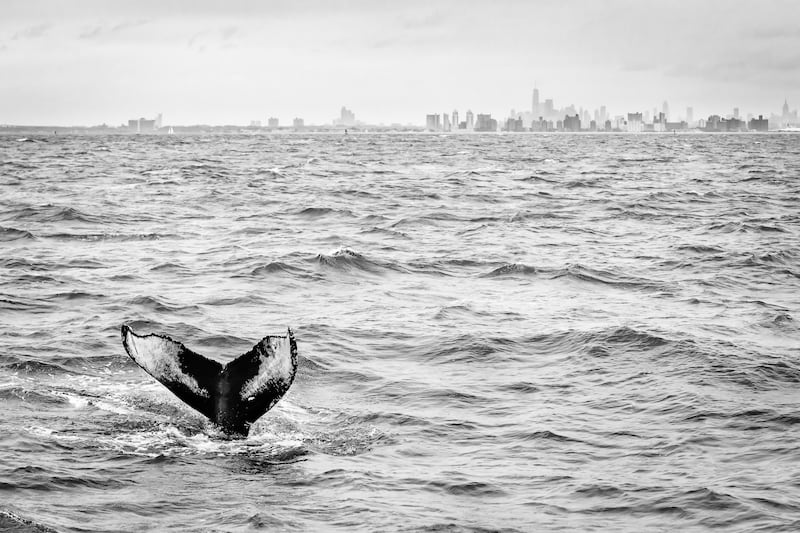 Gold medal, Urban Wildlife: humpback whale, New York City, US, Matthijs Noome, US.