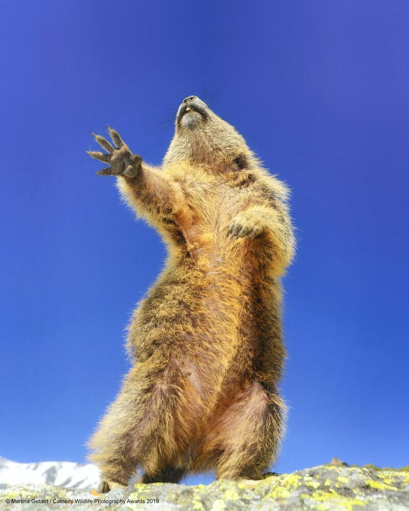 The Comedy Wildlife Photography Awards 2019
Martina Gebert
Ottenhofen
Germany
Phone: 004915120788883
Email: martina@funkyfrog.de
Title: Dancing...yeah!
Description: Peolpe think us austrian marmots are shy inhabinants of the alps. Eating herbs, living in caves and hibernating during winter. We do this things but there is a sectret life of marmots too ! If no one is watching us we like to PARTY and like ... dancing .... YEAH!
Animal: Marmot
Location of shot: Austria