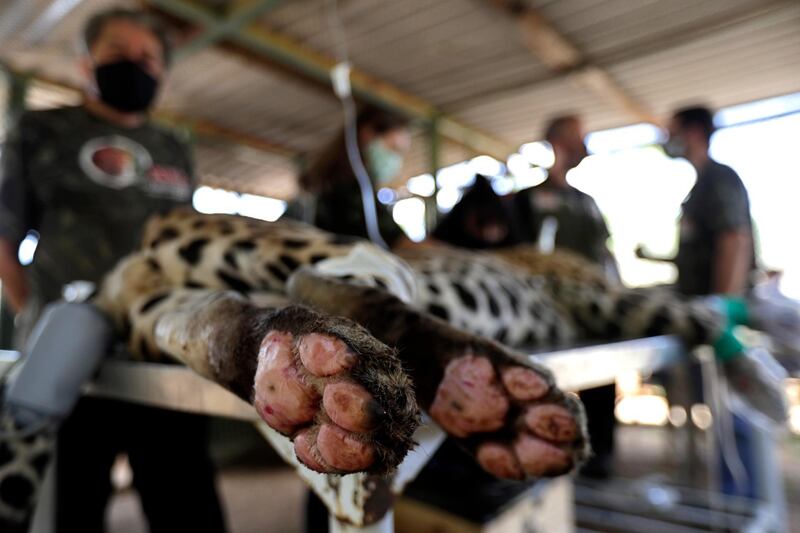 Veterinarians work on the paws of a Jaguar named Ousado, who suffered second degree burns during the fires in the Pantanal region, at the headquarters of Nex Felinos, an NGO aimed at defending endangered wild cats, in the city of Corumba, Goias state, Brazil. AP Photo