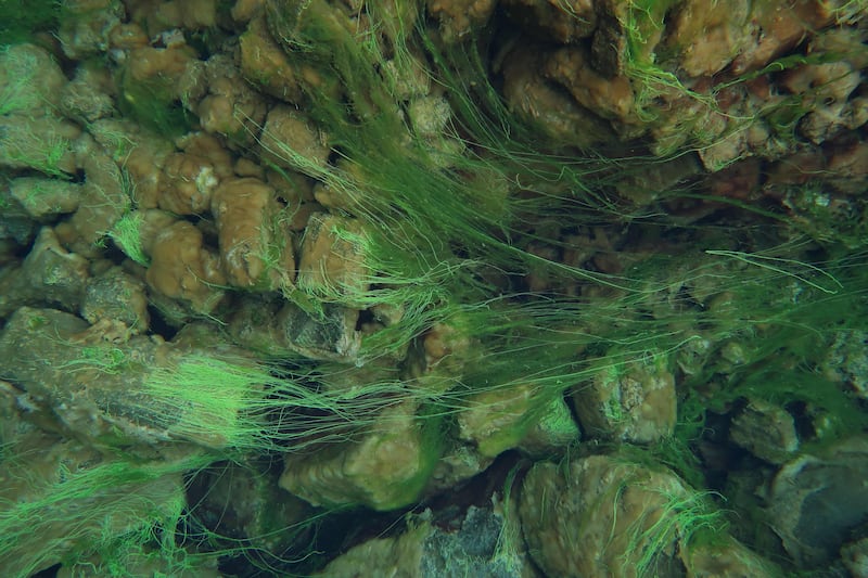 Algae on rocks shimmers phosphorescent green in the Silfra Rift. Photo: Jennifer de Winter / AFP