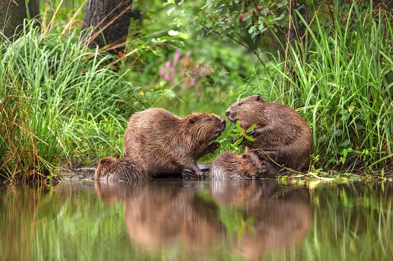 A Special Moment by Oliver Richter. Oliver has observed the European beavers near his home in Grimma, Saxony, Germany, for many years, watching as they redesign the landscape to create valuable habitats for many species of wildlife including kingfishers and dragonflies. This family portrait is at the beavers’ favourite feeding place and, for Oliver, the image reflects the care and love the adult beavers show towards their young. Courtesy Natural History Museum 