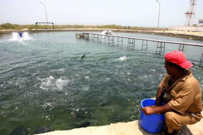 Umm Al Qwain , United Arab Emirates- June 22,  2011:   Workere feeds the Hammour fish at the  Marine Environment Research Centre  in Umm Al Qwain .  ( Satish Kumar / The National ) Story by Caline Malek