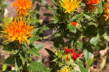 Safflower is said to remedy vertigo. Photos Melanie Hunt