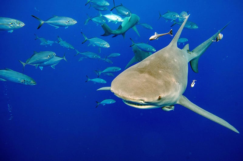 Lemon sharks are yanked from the sea sometimes solely for their fins. AFP