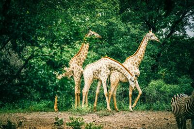 Some of the local residents that you'll come across at The Royal Livingstone Zambia Hotel Victoria Falls by Anantara