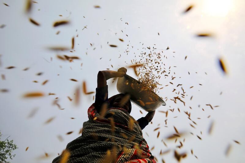 A woman winnows rice she has harvested from a paddy field in Birulia, on the outskirts of Dhaka, Bangladesh. Reuters