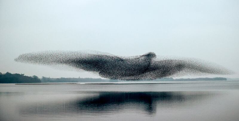 James Crombie, Ireland, Shortlist, Open competition, Natural World & Wildlife.