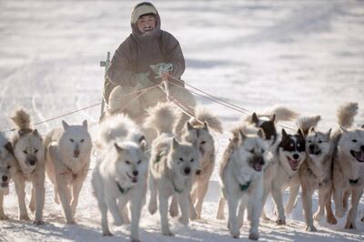 Dogs outnumber humans in the tiny village of Niaqornat. Courtesy VisitGreenland
