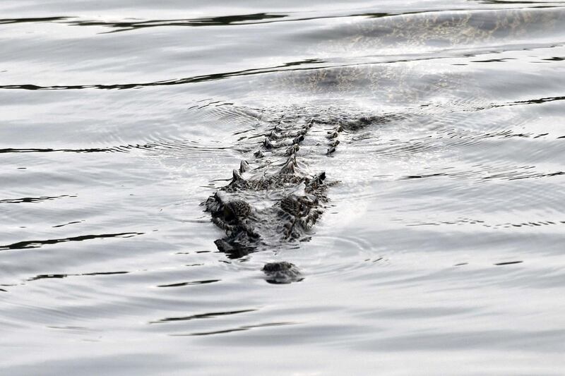 This photograph taken on August 11, 2018 shows a crocodile swimming along a river at Sungei Buloh wetland reserve in Singapore. - Sungei Buloh wetland reserve became Singapore's first ASEAN Heritage Park in 2003 and recognised as a site of international importance for migratory birds. (Photo by Roslan RAHMAN / AFP)