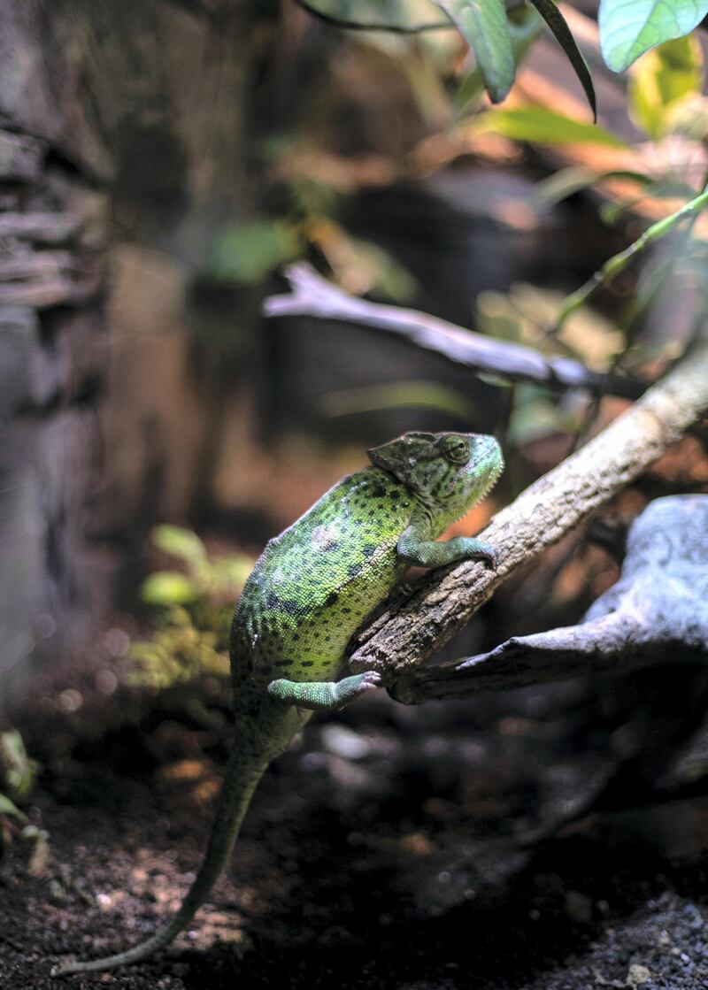 SHARJAH, UNITED ARAB EMIRATES. 11 FEBRUARY 2019. 
Vieled chameleon Arabia's Wildlife Center in Sharjah.

(Photo: Reem Mohammed/The National)

Reporter:
Section: