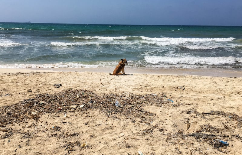 A dog catches some rays on Egypt's northern coast. EPA-EFE