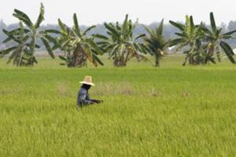 Thailand's agriculture ministry is drafting legislation that would impose new zoning regulations.