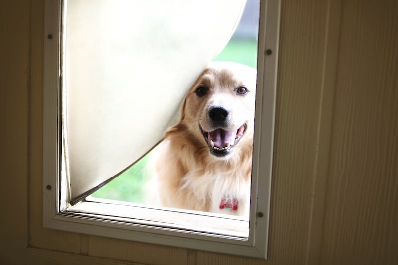 Those who are on the side of doors know to also include pet doors. Getty Images