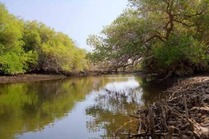 Black mangrove swamps in Khor Kalba have been recognised as globally important wetlands by an international convention. ArabianEye / Duncan Chard