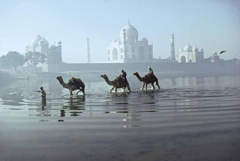 Indian camels fording the Yamuna river behind the Taj Mahal (India) from 1981 by Roland and Sabrina Michaud