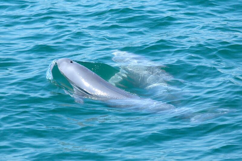 JKETJK Indo-Pacific Finless Porpoises (Neophocaena phocaenoides), a not-so-well-known species in Hong Kong waters. They feed on squid and small fish.