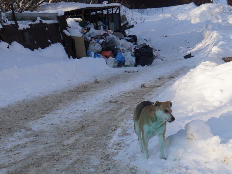 PODOLSK, RUSSIA - FEBRUARY 18: (RUSSIA OUT) A stray dog with bright green fur polluted with an unknown toxic substance walks along a road, on February 18, 2021 in Podolsk, 37 km. from the Center of Moscow, Russia. A pack of stray dogs with blue fur were found earlier this month near an abandoned chemical plant in Dzerzhinsk in Nizhny Novgorod region of Russia. (Photo by Mikhail Svetlov/Getty Images)