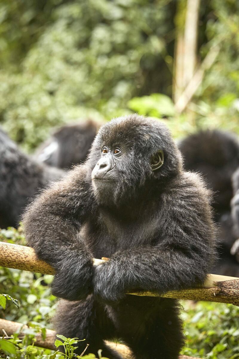 The ultimate Virunga experience is spotting baby mountain gorillas in the wild. 