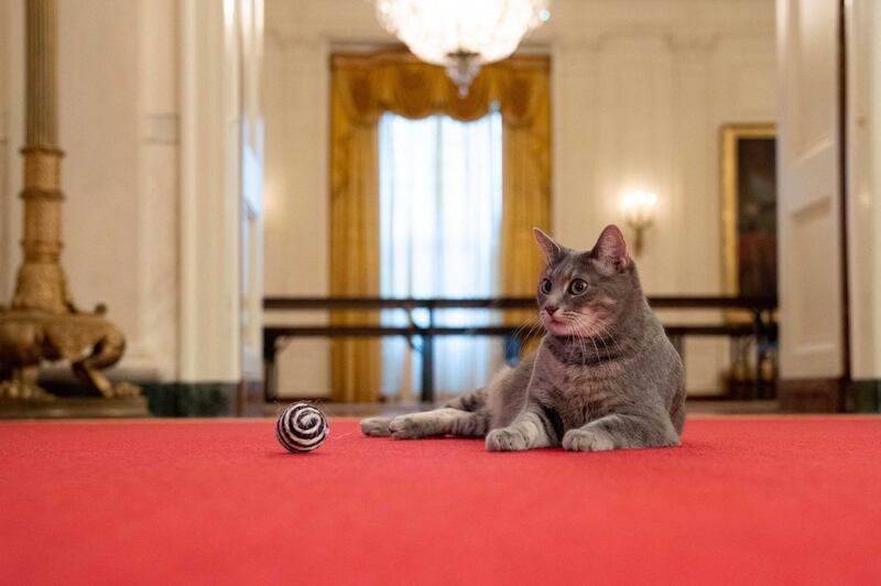 The dog-loving Bidens have finally fulfilled a key White House pledge: they got a cat named Willow. AFP / The White House