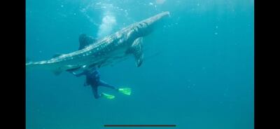 Divers enjoyed the chance to share the waters with a five-metre whale shark. Courtesy Darrell Seale