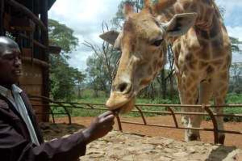 APRIL 2010, KENYA: Joseph Lemiso, an education officer at the Giraffe Centre in Nairobi, feeds a giraffe called Kelly. The centre conserves the rare Rothschild giraffe and educates Kenyan school children about the environment. MATT BROWN/THE NATIONAL