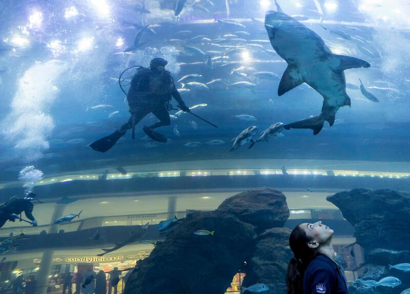 DUBAI, UNITED ARAB EMIRATES, 15 OCTOBER 2015. Shark reproductive research being done at the Dubai Aquarium in Dubai Mall. Divers track a Sand Tiger Shark for capture and sperm collection. (Photo: Antonie Robertson/The National) Journalist: Nadeem Hanif. Section: National. *** Local Caption ***  AR_1410_Shark_Insemination-03.JPG