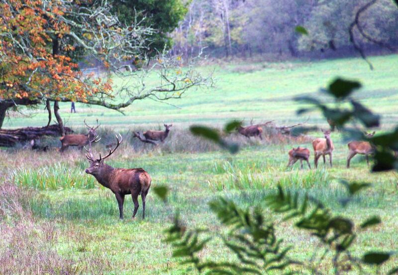 A red deer stag stands guard during the rut in Killarney. Courtesy Stephen Starr